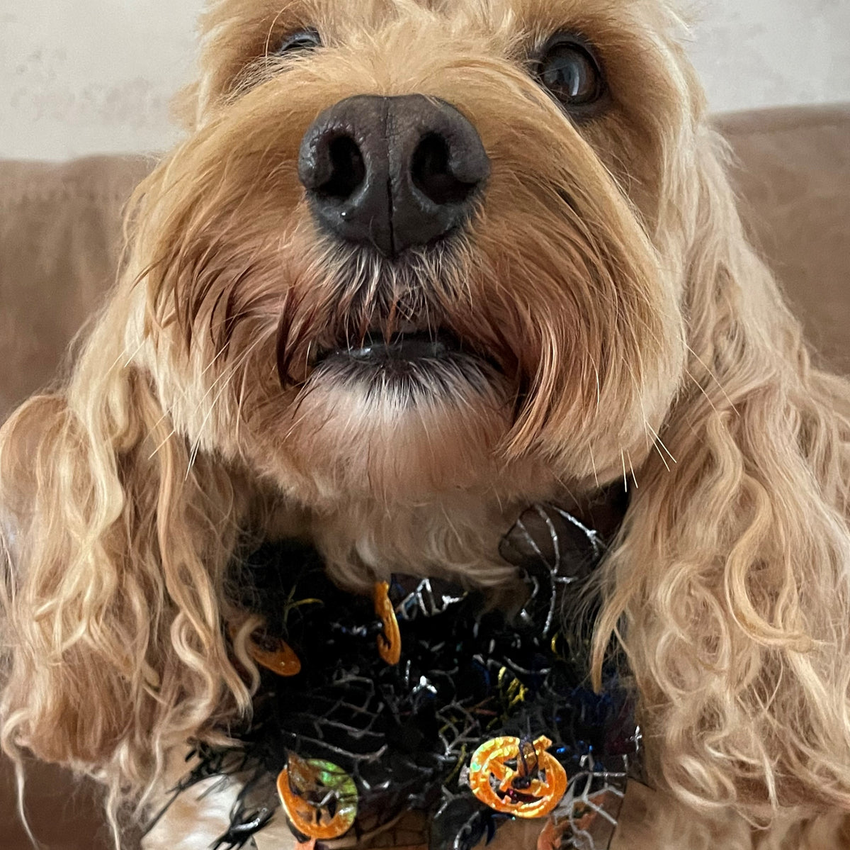 Dog wears Halloween pumpkin frill