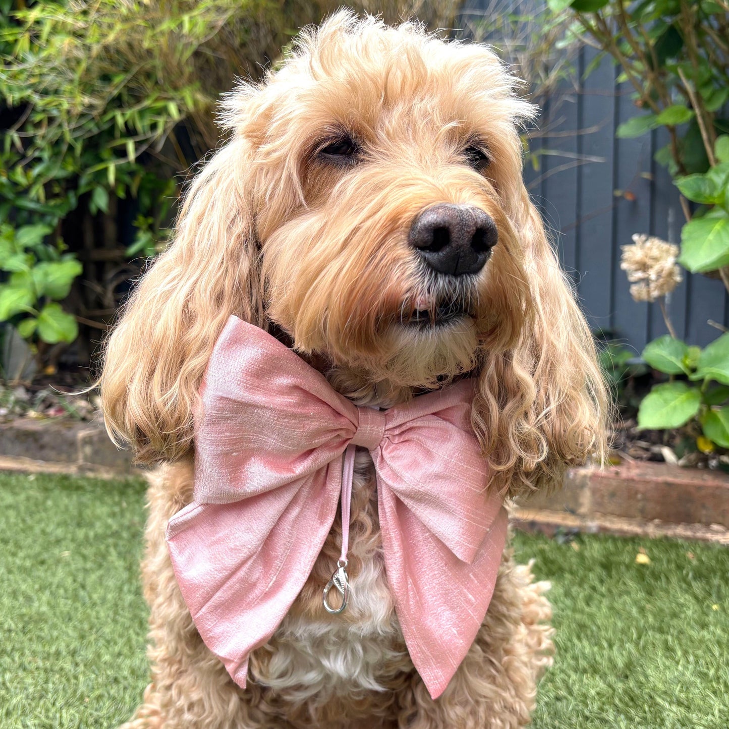 Cockapoo dog wears 100% silk dupion handmade, hand-tied bow tie with optional ring bearer clasp. Bow sits on white leather collar and can be removed.