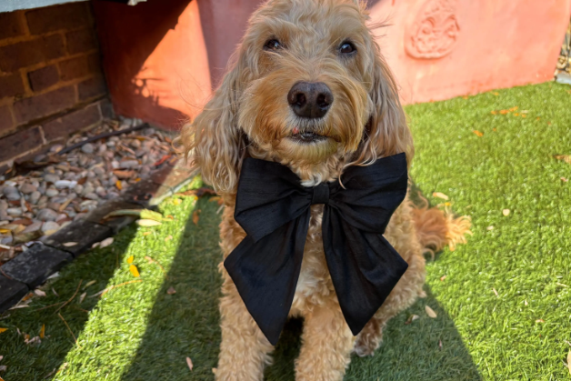 A cockapoo dog with a black bow tie. Wearing a 100% silk dupioin hand-tied Sailor Bow in black silk. Available with optional ring-bearer clasp. Bow sits on a black leather collar. Bow can be removed from collar after use.