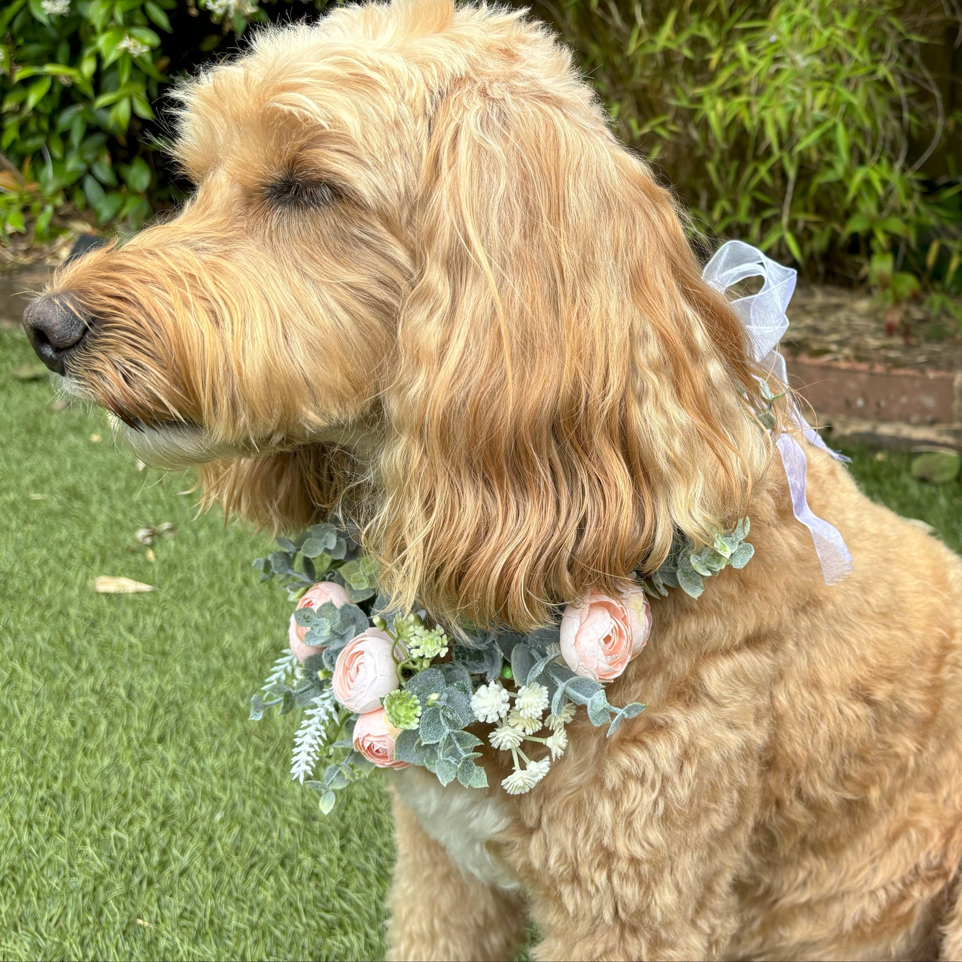 Delicate flower bud garland wreath for dogs. Dog collar with champagne blush buds and faux greenery. Adjustable one size. Tied with crystal ribbons for comfort.