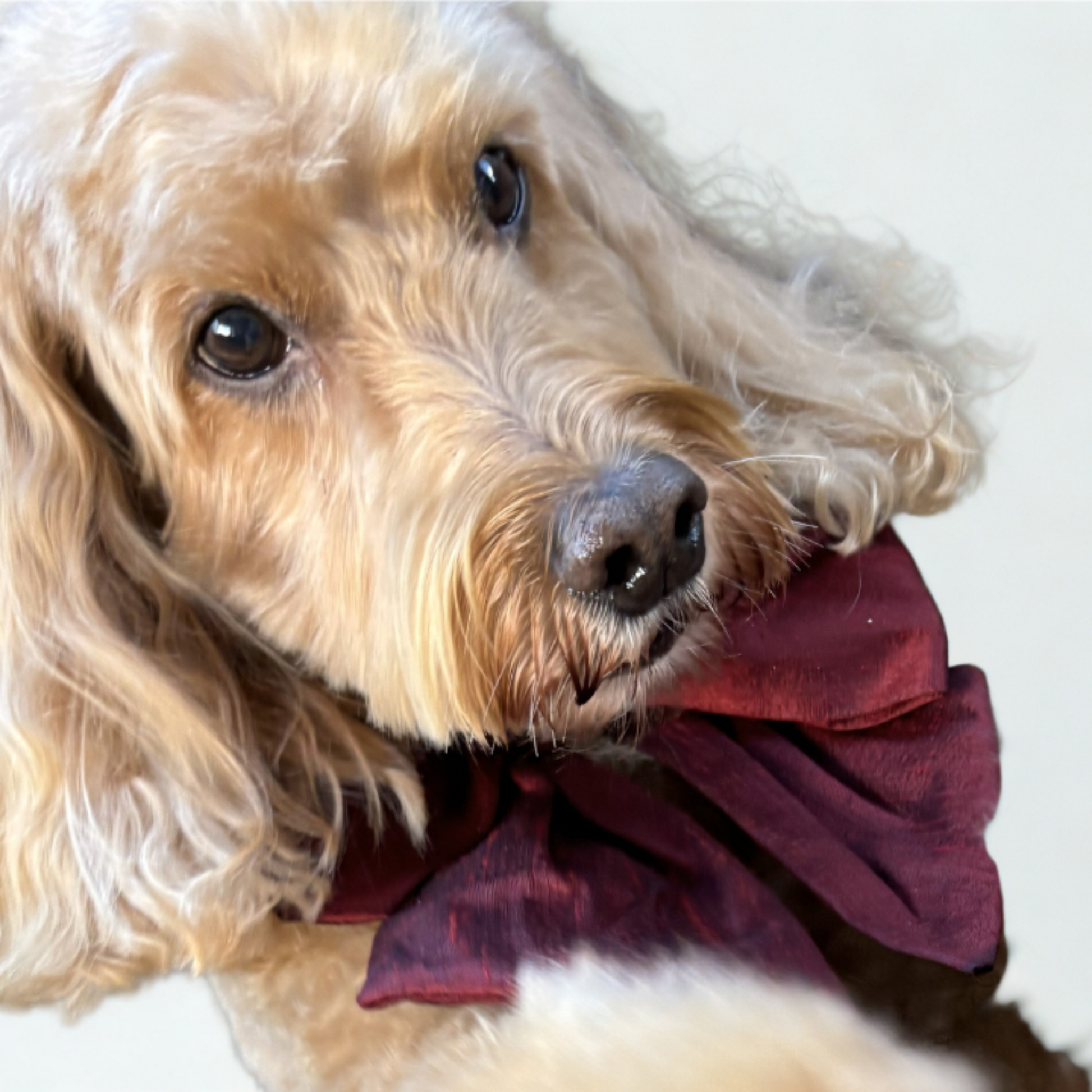 Supermodel Dog wears 100% silk dupion burgundy red  sailor bow on leather collar with optional ring bearer clasp