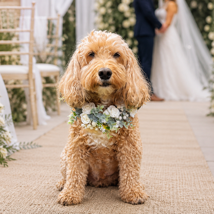 Medium size Cockapoo wears a white leather dog collar with ivory flower garland wrapped around it.