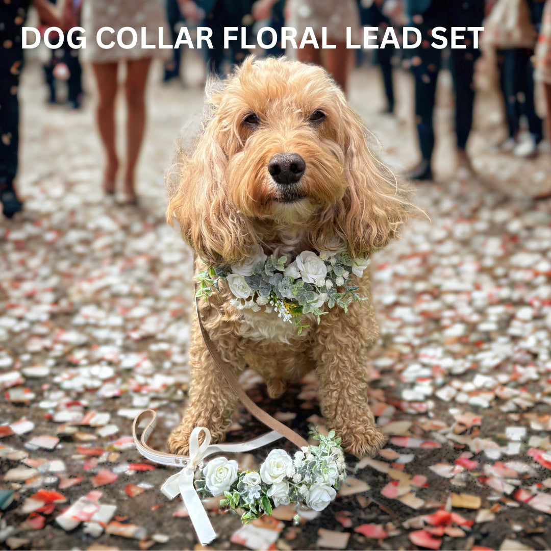 Dog wears ivory flower garland collar on white leather collar with coordinating white leather lead with flower garland