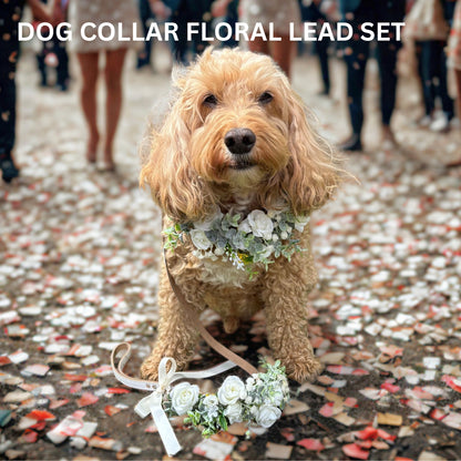 Dog wears ivory flower garland collar on white leather collar with coordinating white leather lead with flower garland