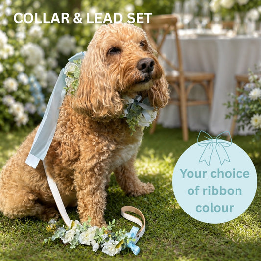 Dog Collar & Lead Wedding Set. Ivory Flowers choice of ribbon colour