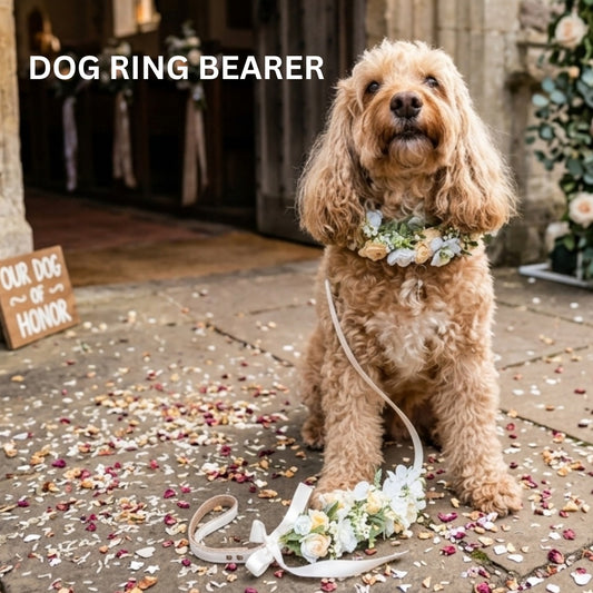 Cockapoo Dog wears wedding collar with flower garland and matching floral lead set. Optional ring bearer dog collar