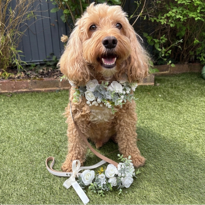 Ivory flower garland collar and matching lead set .