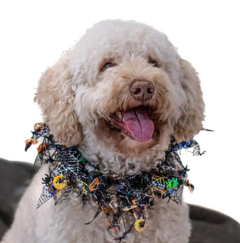 Dog wears Halloween pumpkin frill