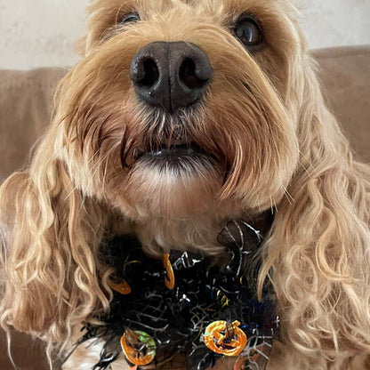 Dog wears Halloween pumpkin frill
