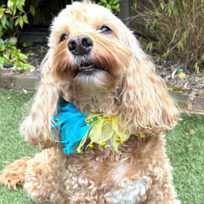 Decorative Rainbow Coloured Tulle Ribbon elasticated Dog Frill. Four coloured different sections with tiny bells on the end of each tulle ribbon.
