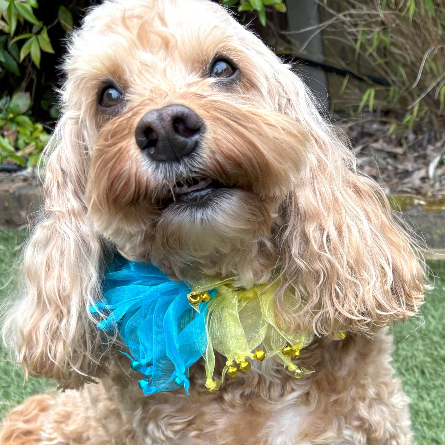 Decorative Rainbow Coloured Tulle Ribbon elasticated Dog Frill. Four coloured different sections with tiny bells on the end of each tulle ribbon.