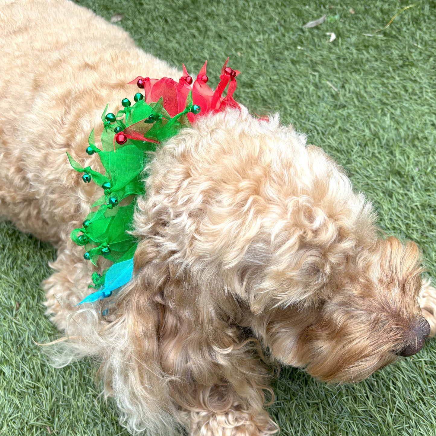 Decorative Rainbow Coloured Tulle Ribbon elasticated Dog Frill. Four coloured different sections with tiny bells on the end of each tulle ribbon.