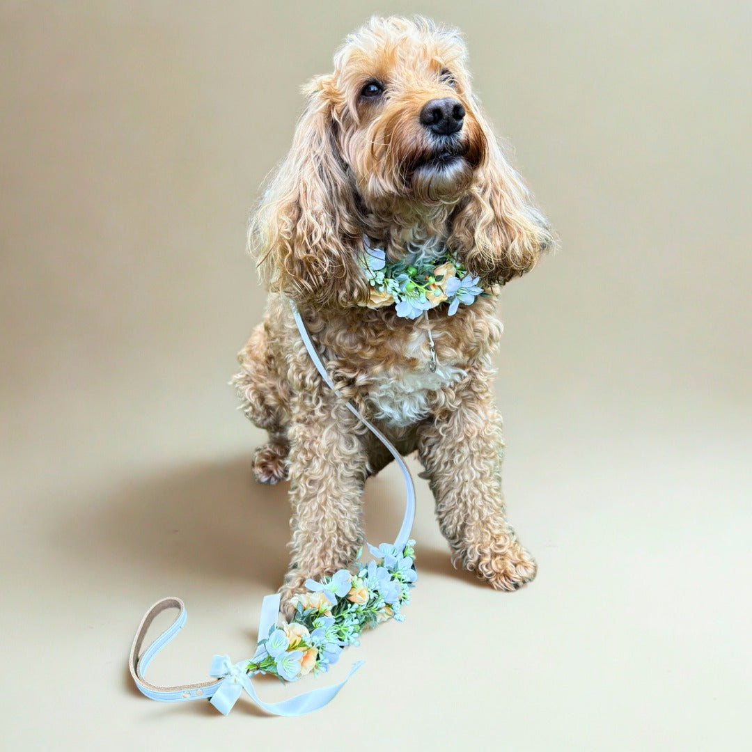 Cockapoo Dog wears wedding collar with flower garland and matching floral lead set. Optional ring bearer dog collar