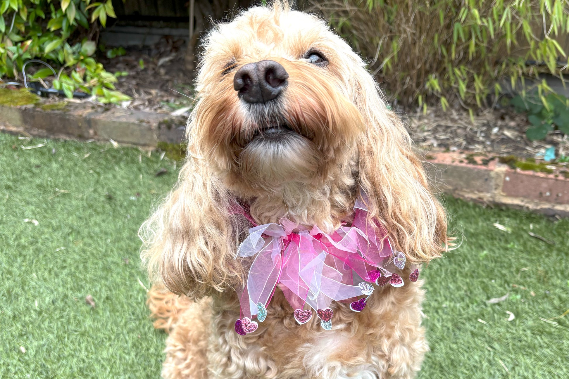 Elasticated love heart frill collar adds a touch of charm to your dog's look. Made from high-quality materials, this playful collar features a stylish love heart design and a decorative frill made of white and pink tulle ribbons. One size shown on Cockapoo model. Worn on its own or easily slipped on top of collar