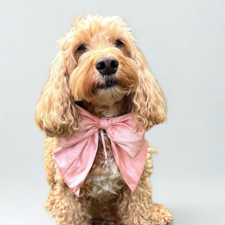 Cockapoo dog wears 100% silk dupion handmade, hand-tied bow tie with optional ring bearer clasp. Bow sits on white leather collar and can be removed.