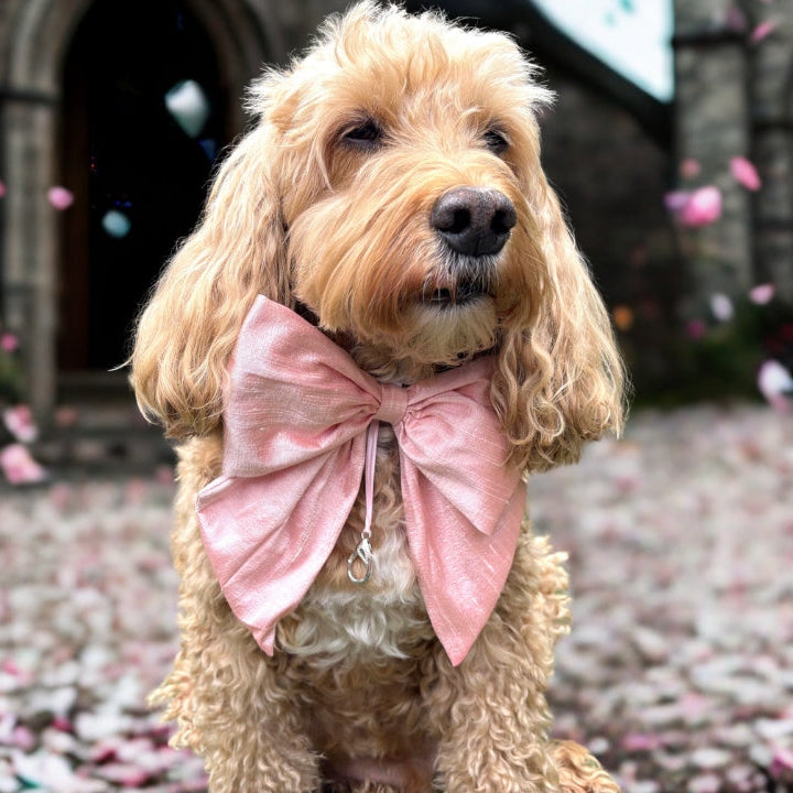 Cockapoo dog wears 100% silk dupion handmade, hand-tied bow tie with optional ring bearer clasp. Bow sits on white leather collar and can be removed.