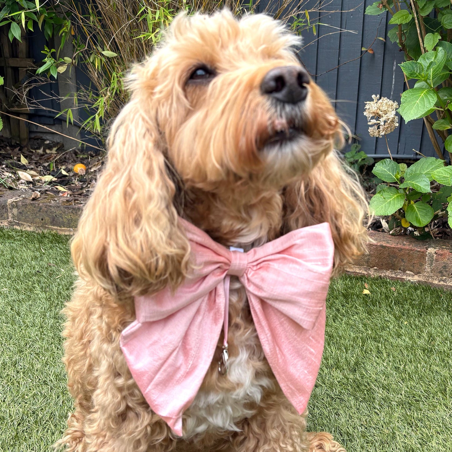 Cockapoo dog wears 100% silk dupion handmade, hand-tied bow tie with optional ring bearer clasp. Bow sits on white leather collar and can be removed.