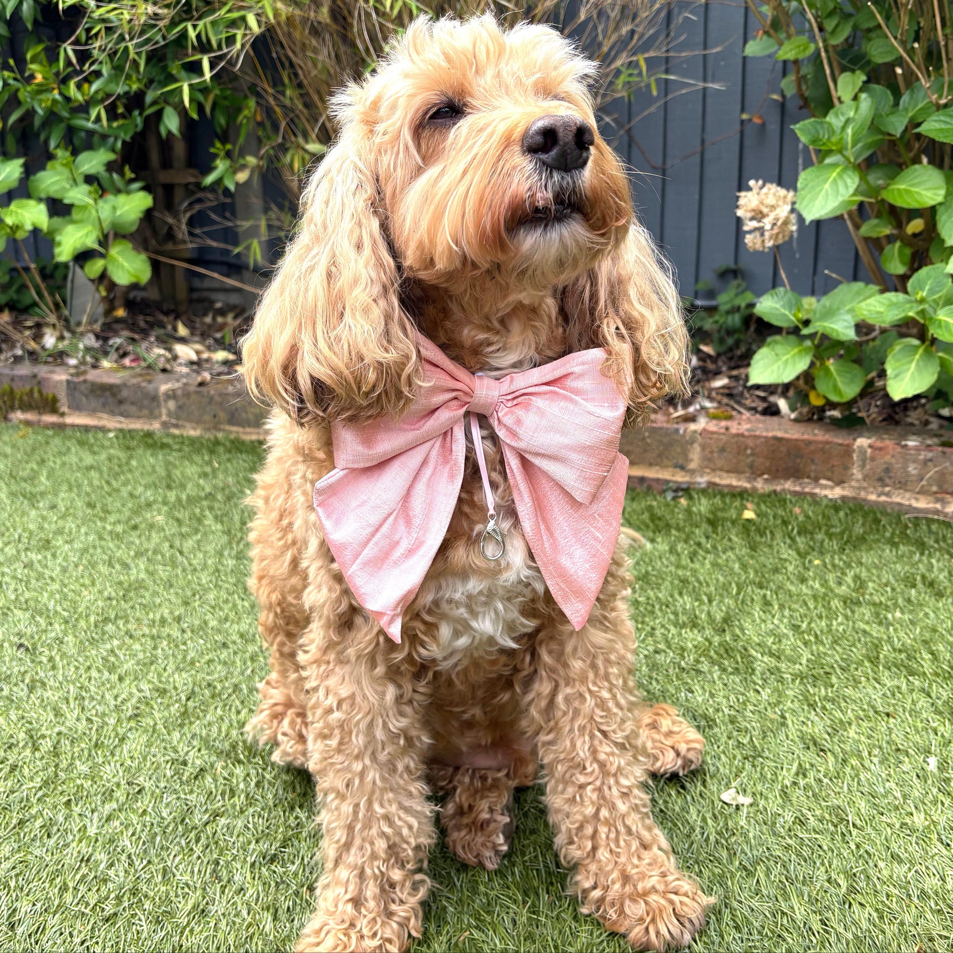 Cockapoo dog wears 100% silk dupion handmade, hand-tied bow tie with optional ring bearer clasp. Bow sits on white leather collar and can be removed.