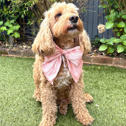 Cockapoo dog wears 100% silk dupion handmade, hand-tied bow tie with optional ring bearer clasp. Bow sits on white leather collar and can be removed.