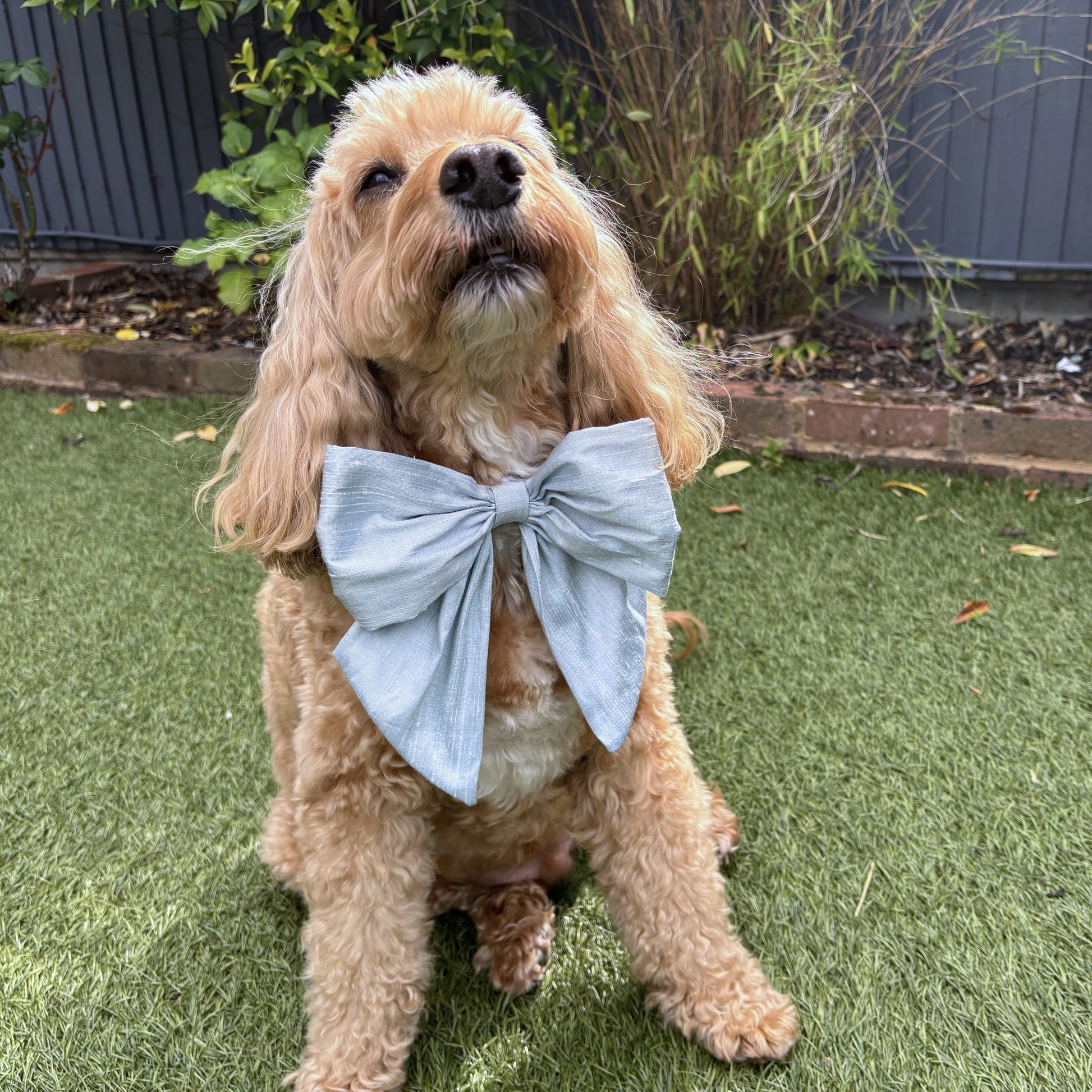 Dog wears 100% silk dupion sailor bow on white leather collar
