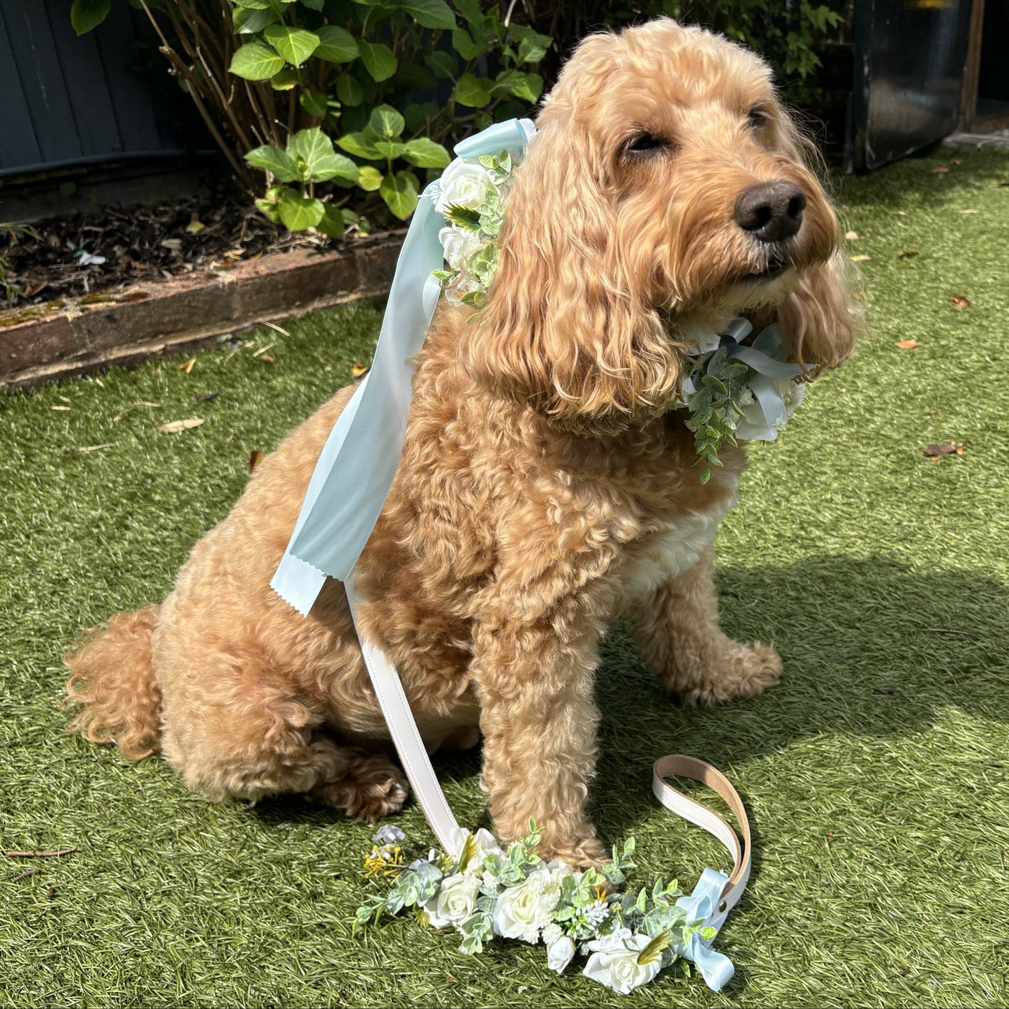 Dog Collar & Lead Wedding Set. Ivory Flowers choice of ribbon colour