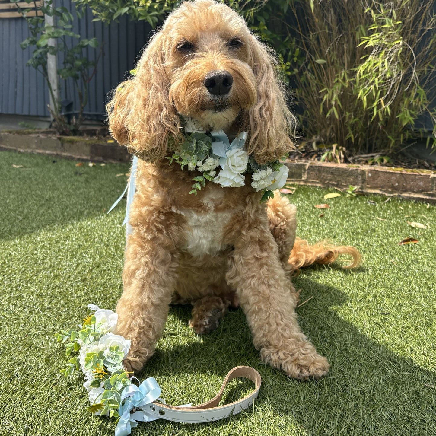 Dog Collar & Lead Wedding Set. Ivory Flowers choice of ribbon colour