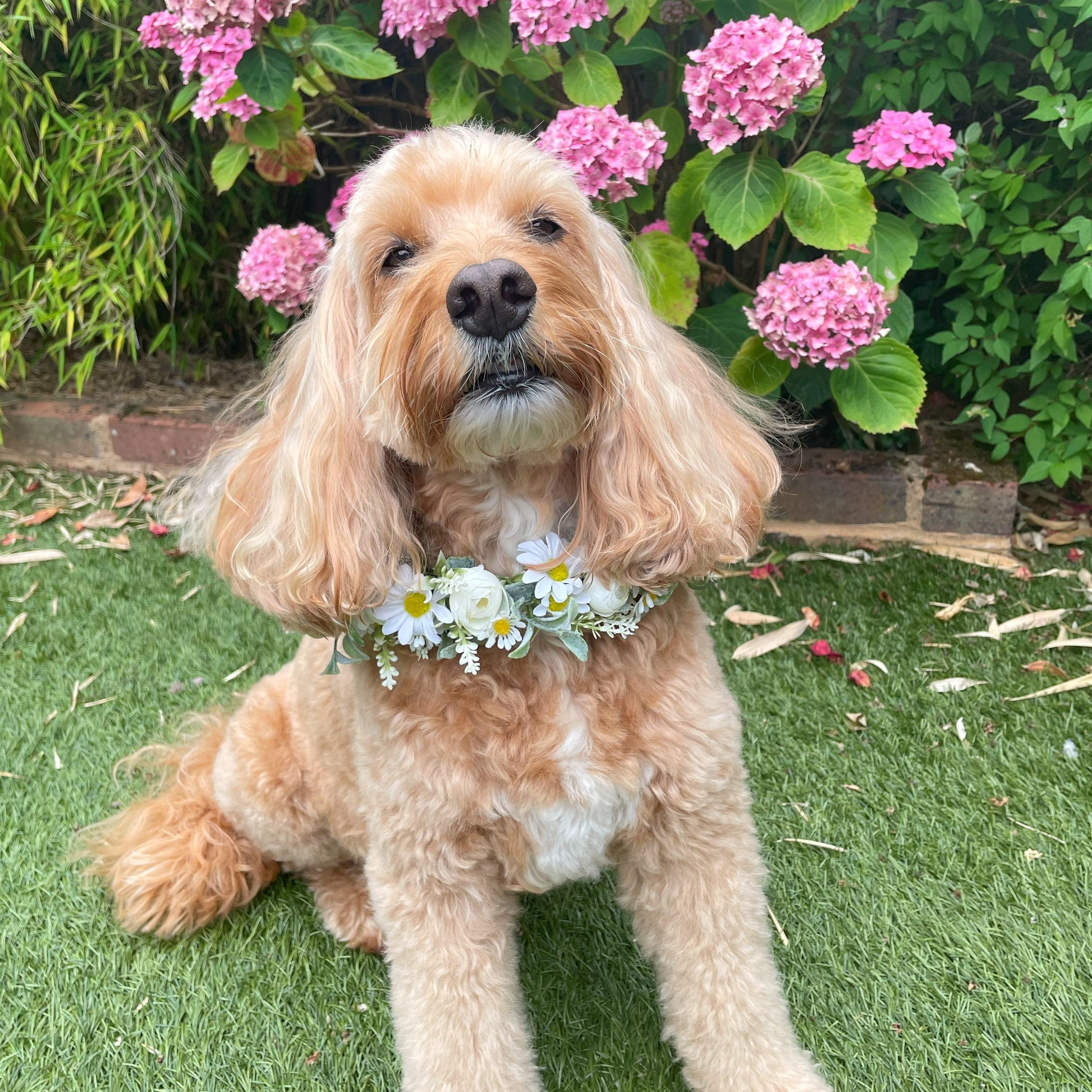 Daisy Flower Garland Collar for Dogs. Crafted with daisies and greenery. Garland sits alone or on top of a collar. Fully adjustable with ribbon ties. One size.