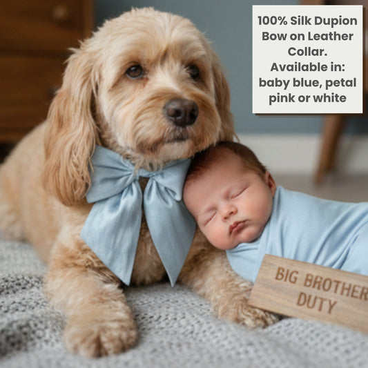 100% silk dupion bow threaded on leather collar shown in baby blue for sibling photoshoot