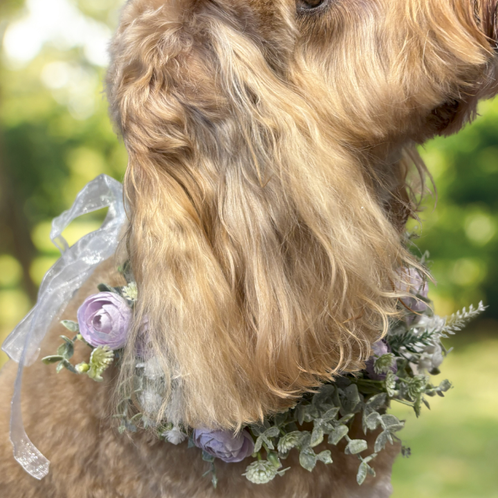 Lavender camellia bud flower garland for dogs. Ties with organza ribbon adjustable sizing.