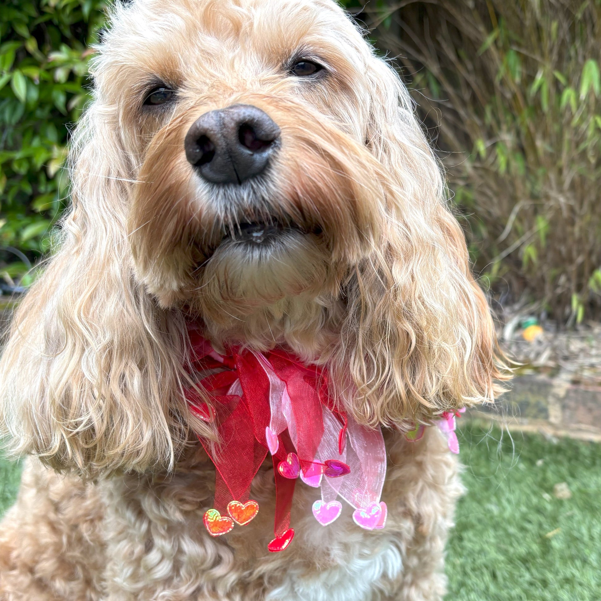 Dog frill in pink and red tulle. Red and pink love hearts on the tips of each frill. One size worn by Hugo the Cockapoo