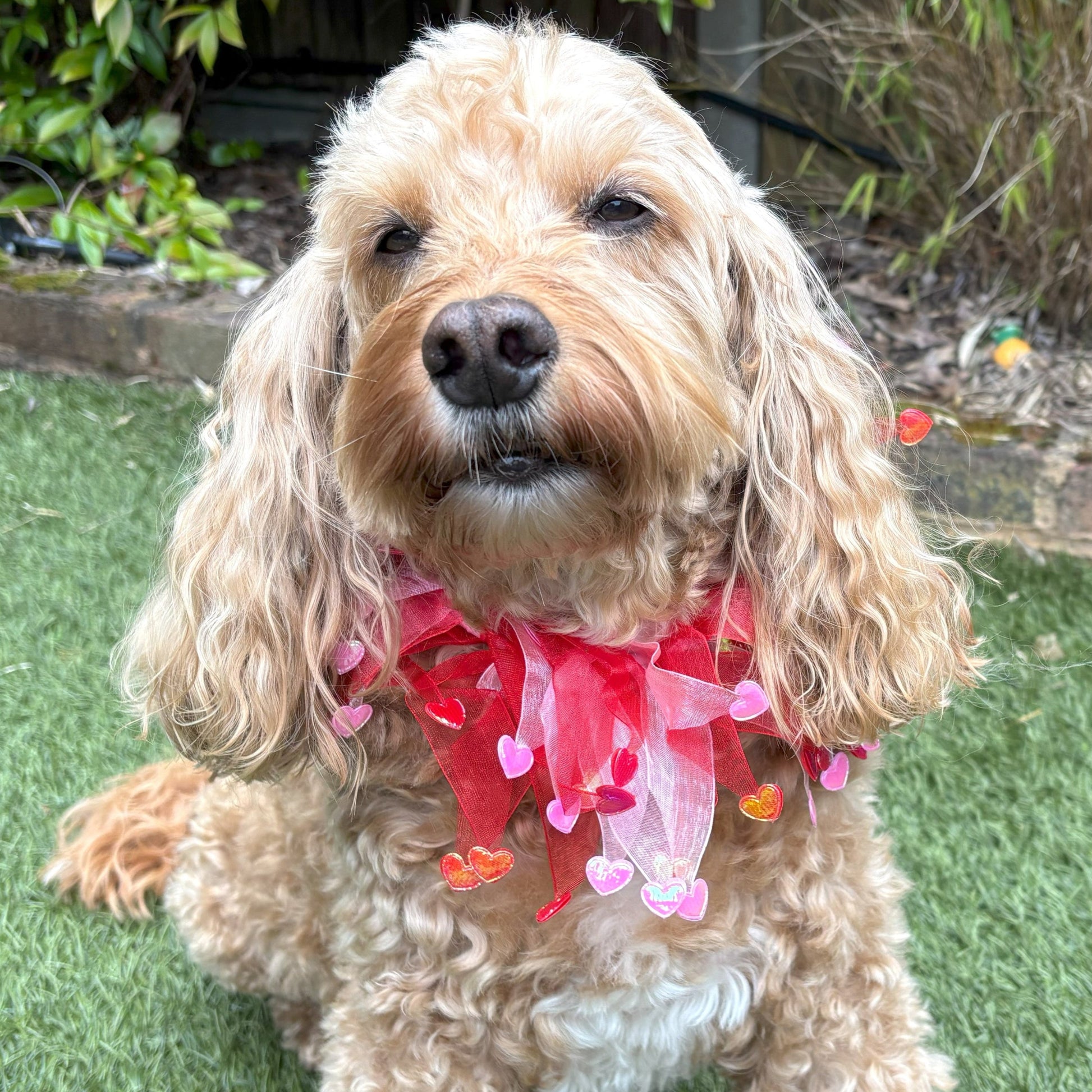 Dog frill in pink and red tulle. Red and pink love hearts on the tips of each frill. One size worn by Hugo the Cockapoo