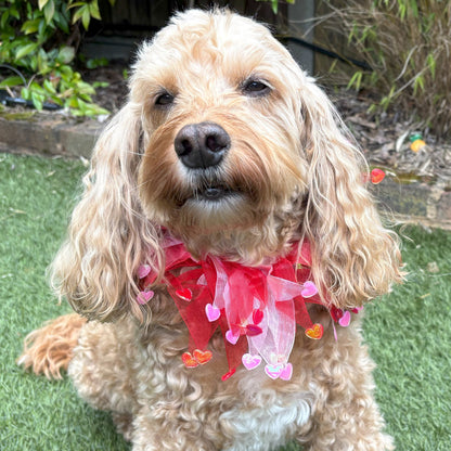 Dog frill in pink and red tulle. Red and pink love hearts on the tips of each frill. One size worn by Hugo the Cockapoo