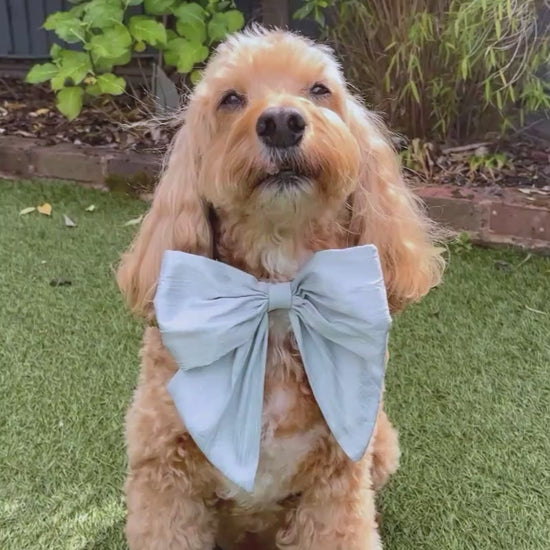 Dog wears baby blue silk bow 