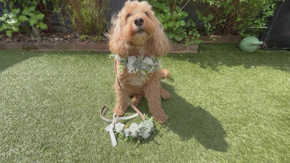 Ivory garland collar and lead set