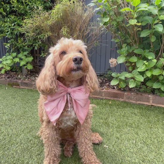 Cockapoo dog wears 100% silk dupion handmade, hand-tied bow tie with optional ring bearer clasp. Bow sits on white leather collar and can be removed.