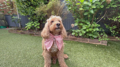 Cockapoo dog wears 100% silk dupion handmade, hand-tied bow tie with optional ring bearer clasp. Bow sits on white leather collar and can be removed.