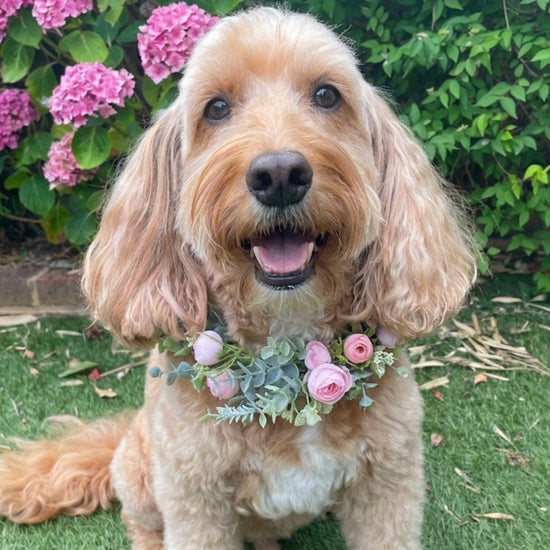 Delicate flower bud garland wreath for dogs. Adjustable one size. Tied with crystal ribbons for comfort.