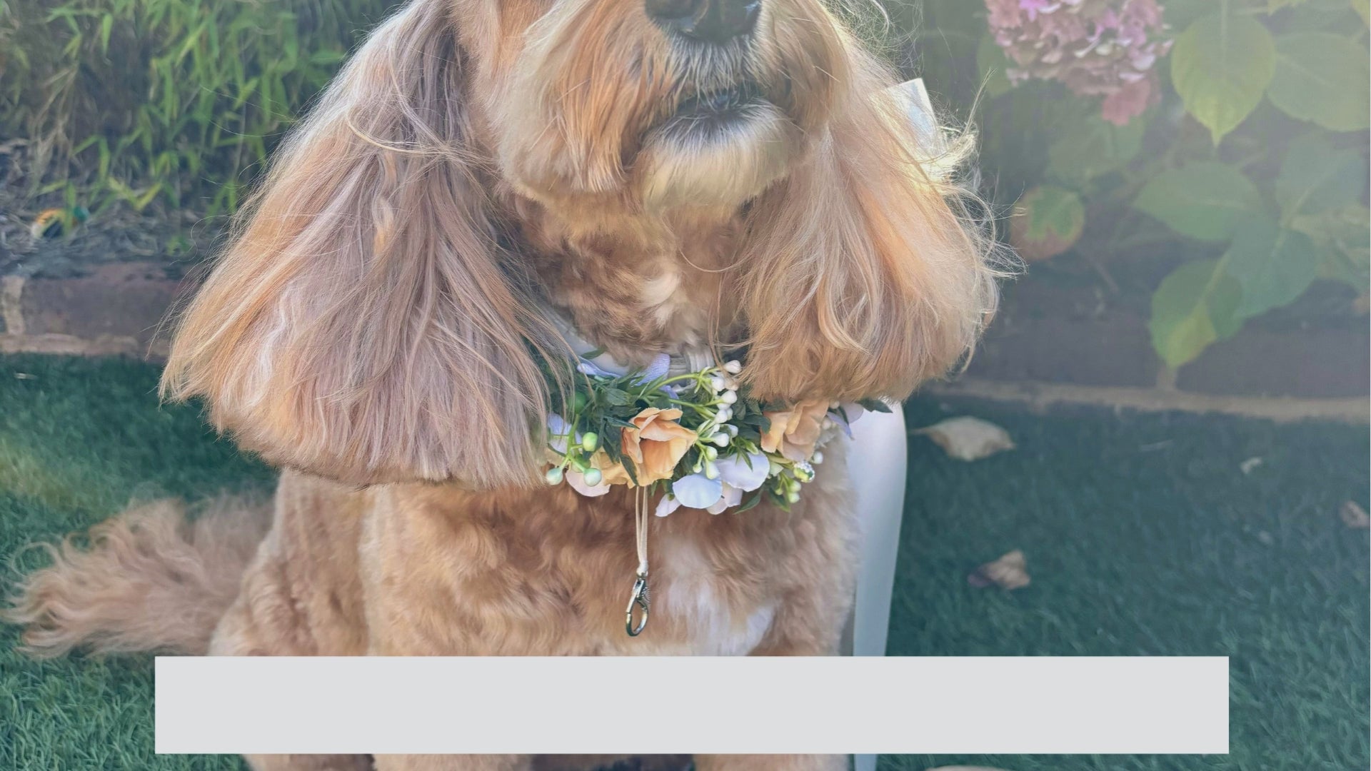 Full Flower Garland Dog Collar. Silk flower dog collars in a range of buds and blossoms and a hint of woodland greenery, finished with satin ribbon and attached to a leather collar. Optional Ring Bearer Clasp 
