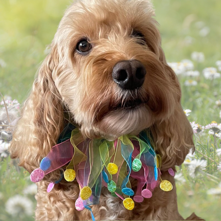 Multi pastel colour tulle elastic frill. With colourful foil edging