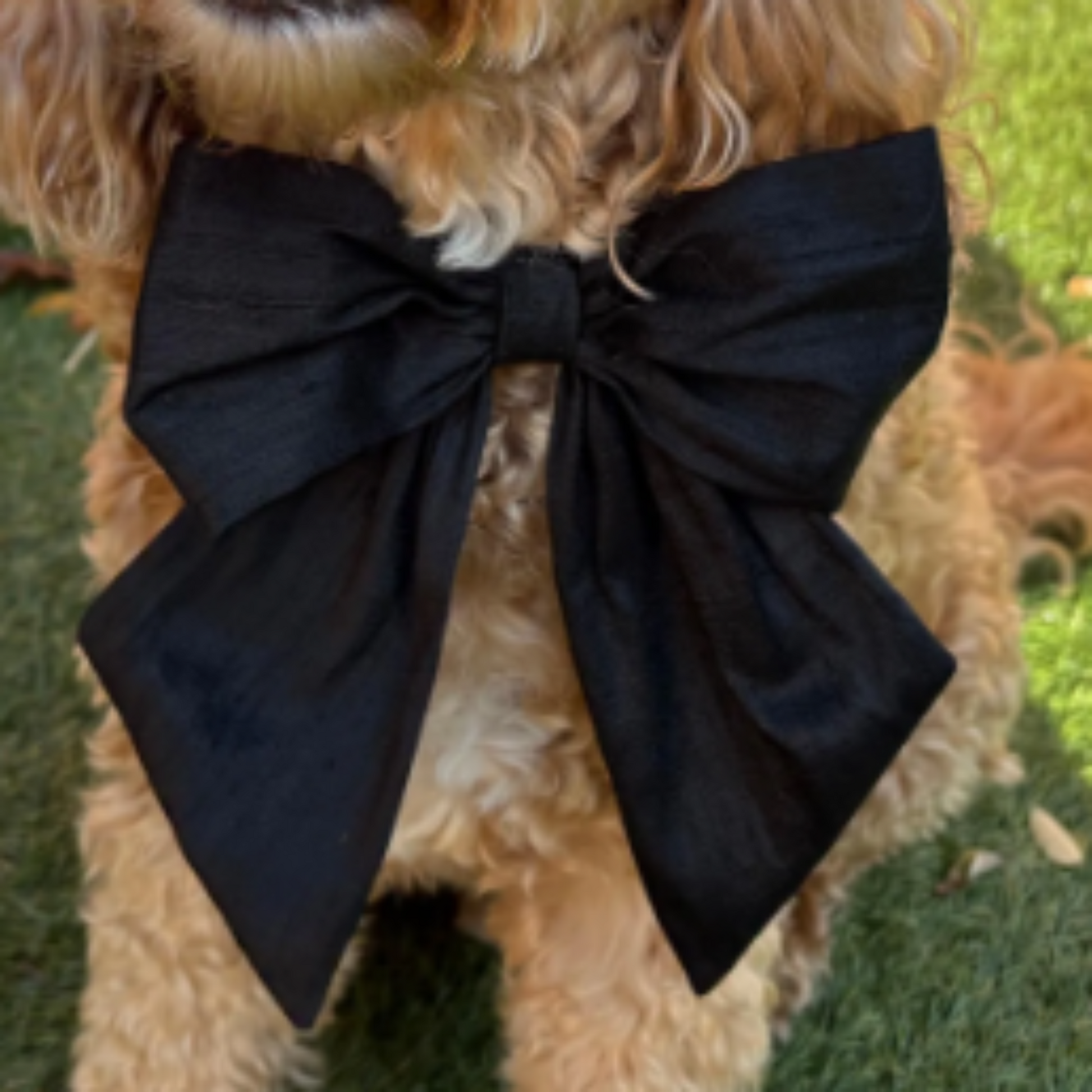 A cockapoo dog with a black bow tie. Wearing a 100% silk dupioin hand-tied Sailor Bow in black silk. Available with optional ring-bearer clasp. Bow sits on a black leather collar. Bow can be removed from collar after use.