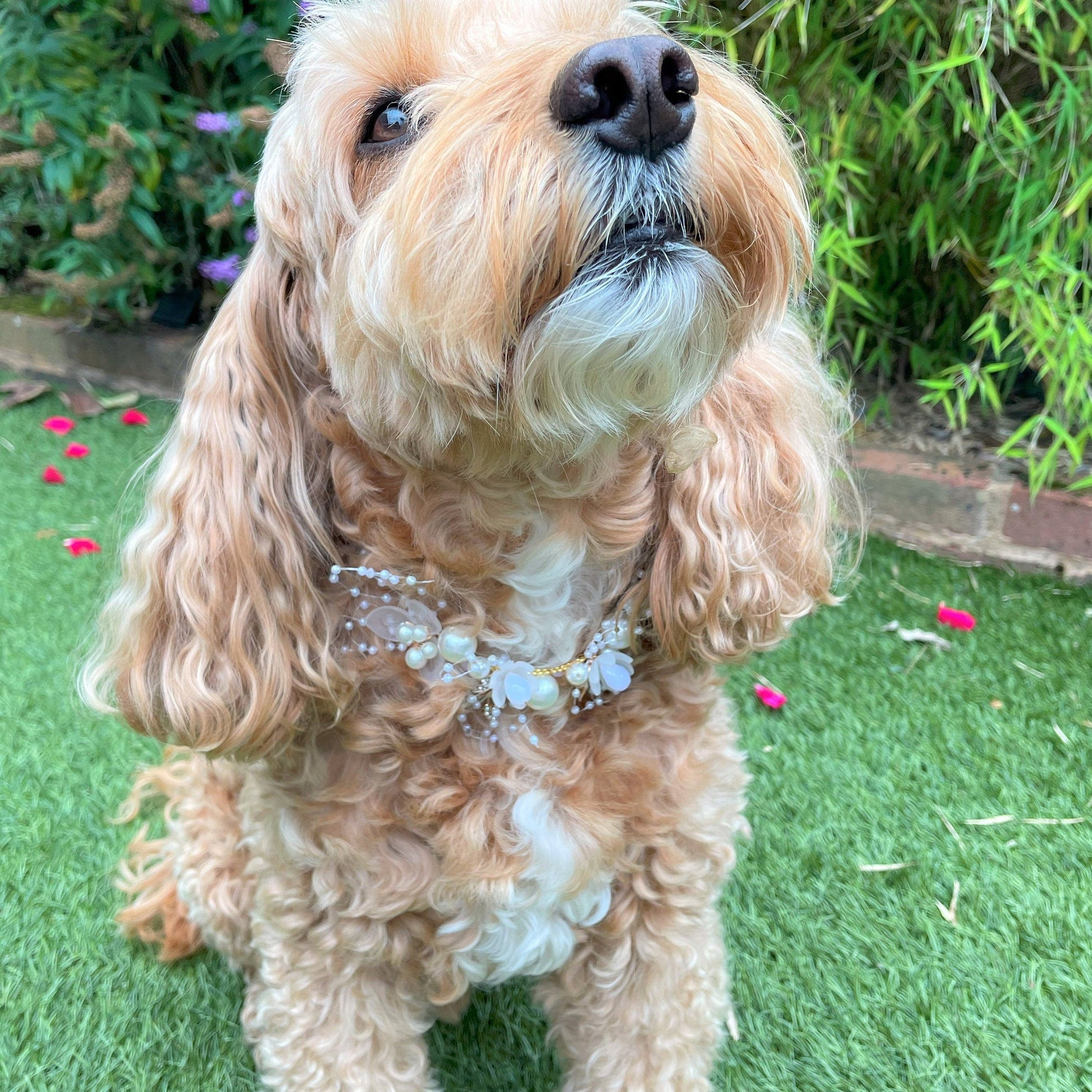 Pearl Beaded Collar for Dogs at weddings and proposals