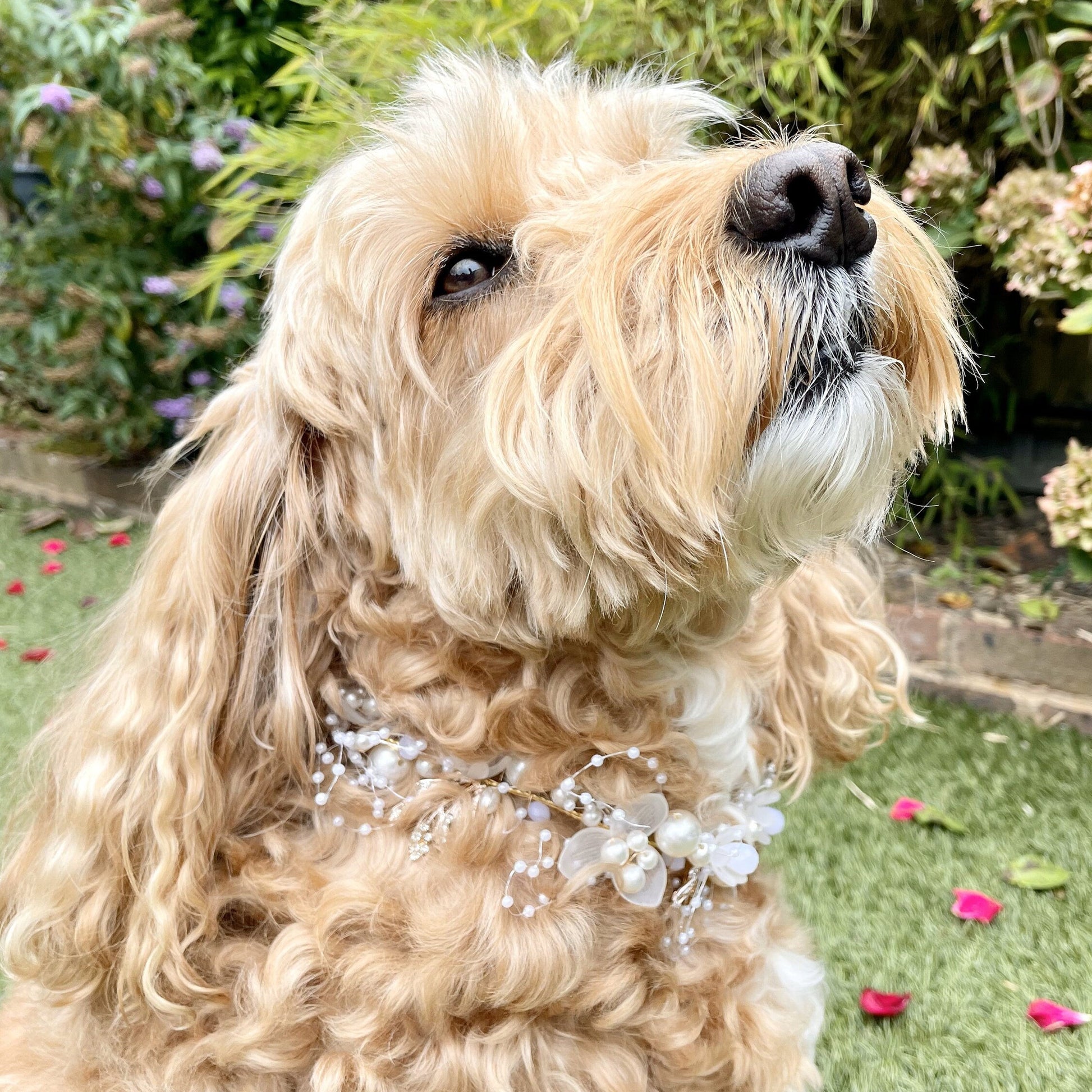 Pearl Beaded Collar for Dogs at weddings and proposals
