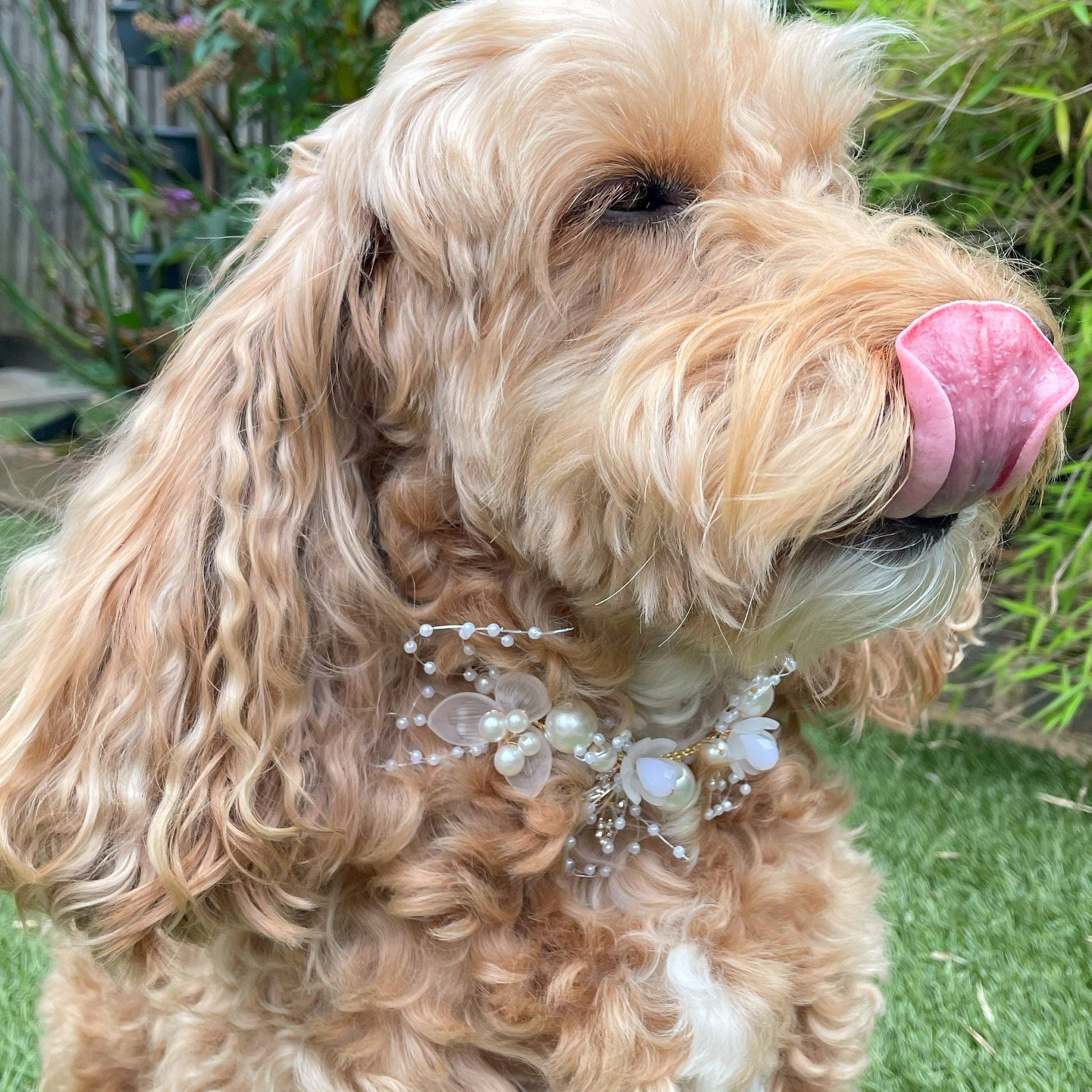 Pearl Beaded Collar for Dogs at weddings and proposals